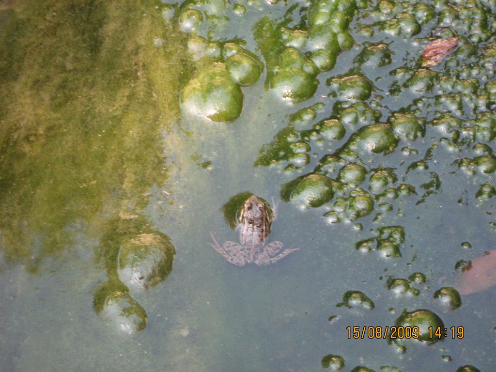 Rana temporaria? Pelophylax sp.